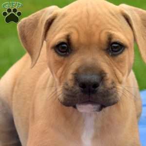 Rebel, American Bully Puppy
