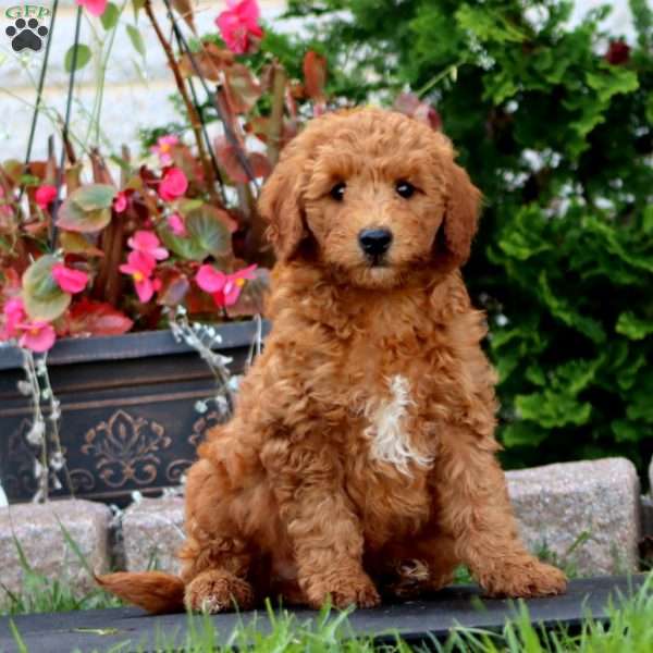 Reece, Mini Goldendoodle Puppy
