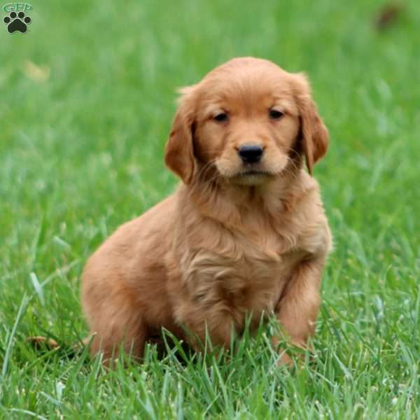 Reece, Golden Retriever Puppy
