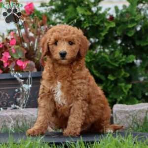 Reece, Mini Goldendoodle Puppy