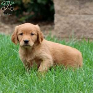 Reece, Golden Retriever Puppy