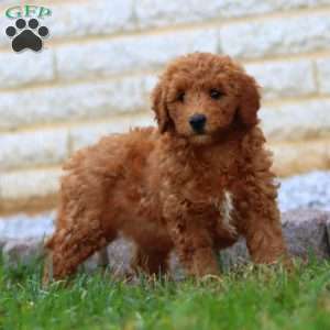 Reece, Mini Goldendoodle Puppy