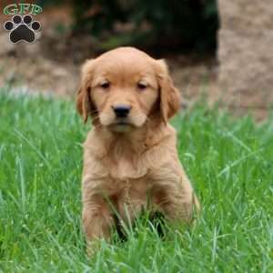Reece, Golden Retriever Puppy