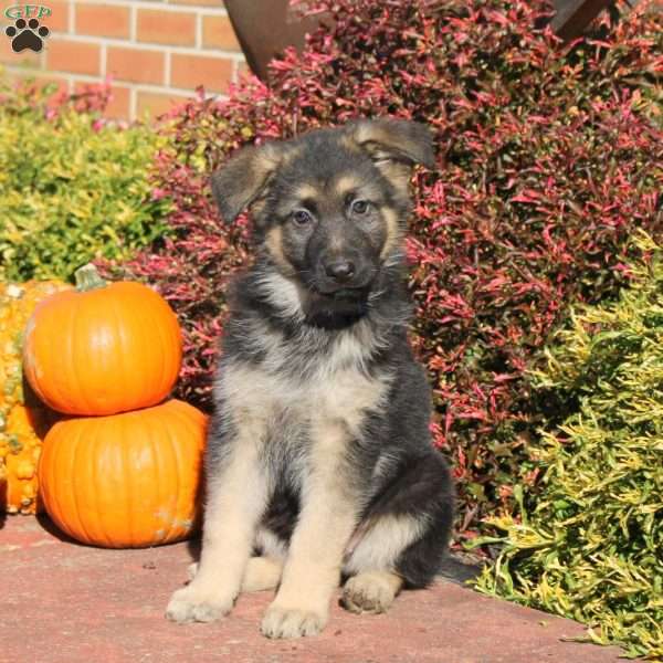 Reeses, German Shepherd Puppy