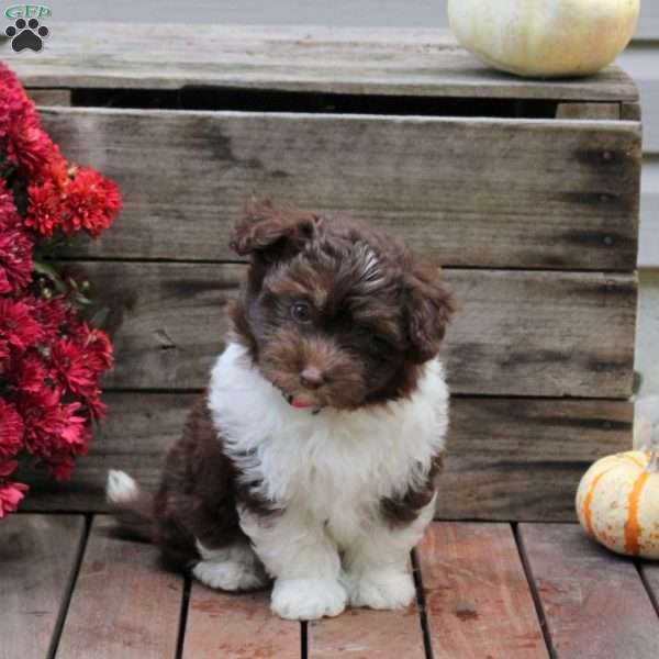 Reeses, Miniature Australian Shepherd Mix Puppy