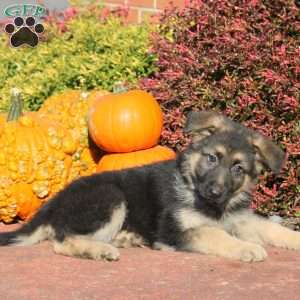 Reeses, German Shepherd Puppy