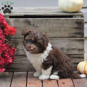 Reeses, Miniature Australian Shepherd Mix Puppy
