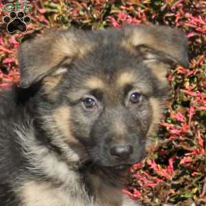 Reeses, German Shepherd Puppy