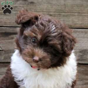 Reeses, Miniature Australian Shepherd Mix Puppy