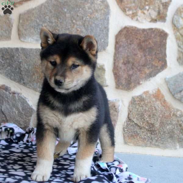 Reese’s, Shiba Inu Puppy