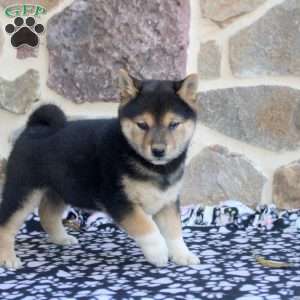 Reese’s, Shiba Inu Puppy