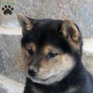 Reese’s, Shiba Inu Puppy