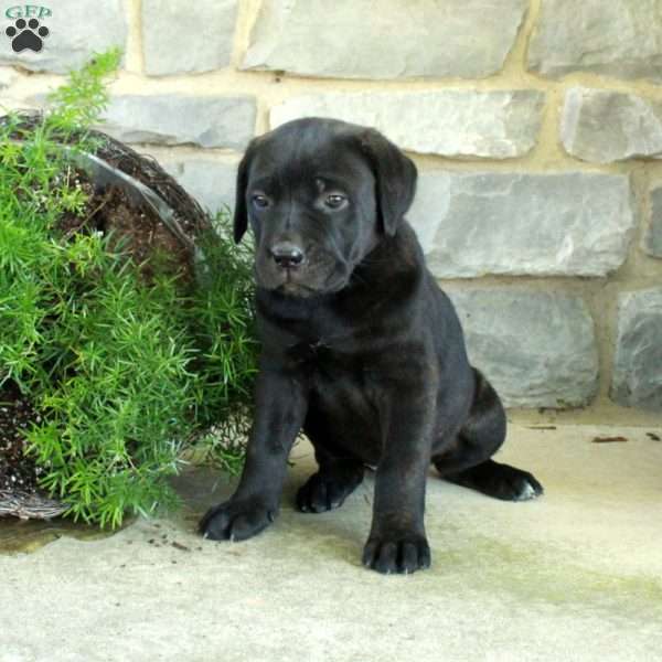 Regal, Cane Corso Puppy