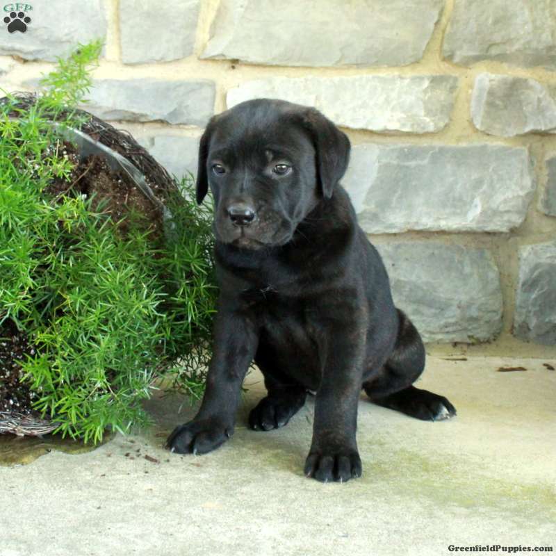 Regal (Cane Corso, Female) in Oxford, PA