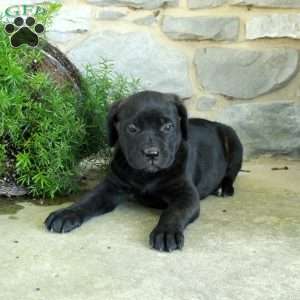 Regal, Cane Corso Puppy
