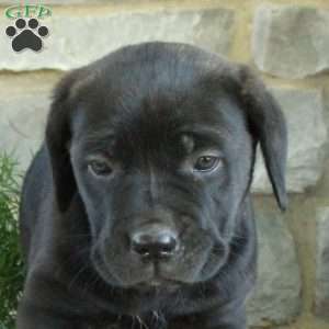 Regal, Cane Corso Puppy