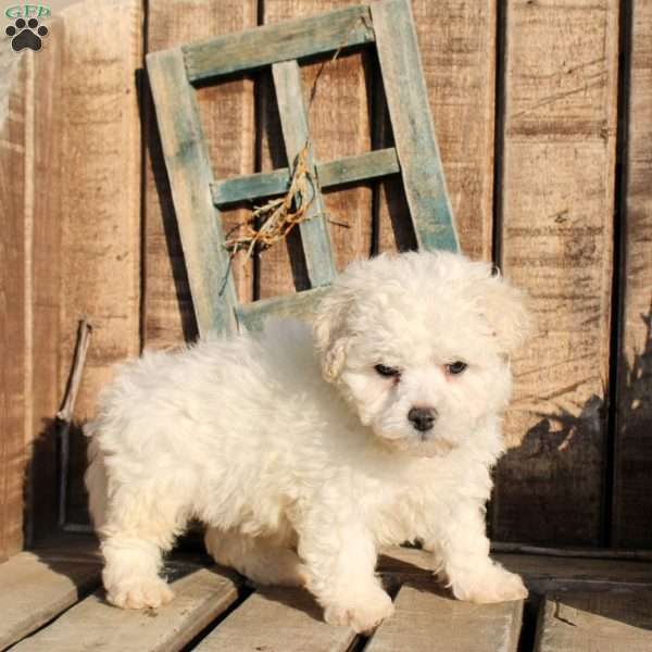 Reji, Bichon Frise Puppy