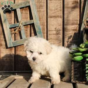 Reji, Bichon Frise Puppy