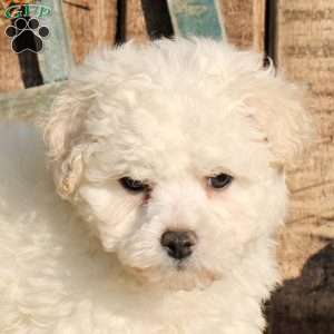 Reji, Bichon Frise Puppy