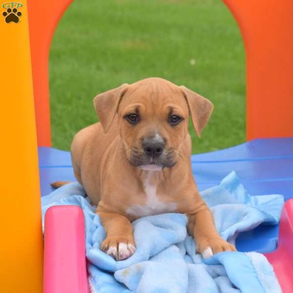Renegade, American Bully Puppy