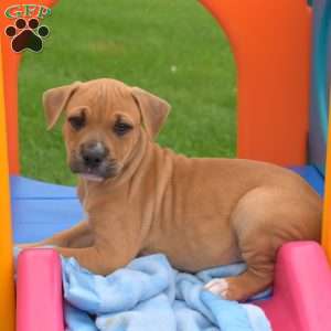 Renegade, American Bully Puppy