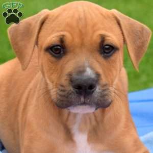 Renegade, American Bully Puppy