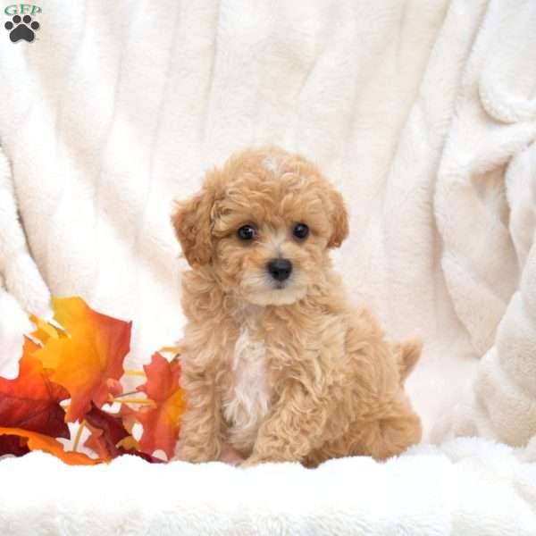 Rex, Bich-Poo Puppy