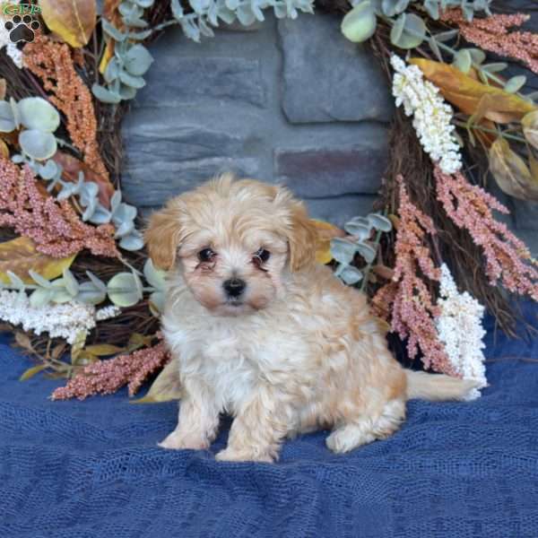 Rex, Maltipoo Puppy