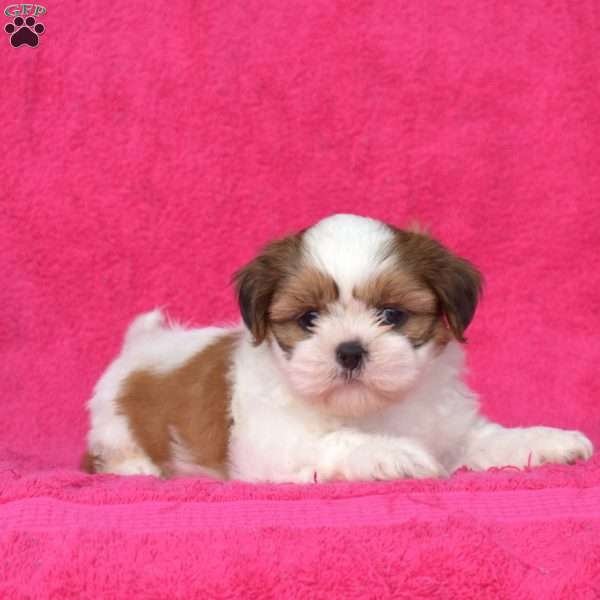 Rex, Shih Tzu Puppy