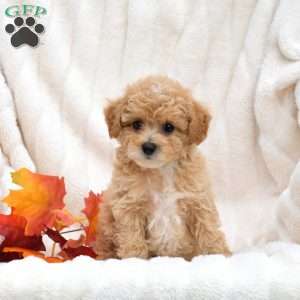 Rex, Bich-Poo Puppy