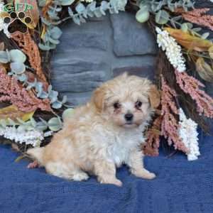 Rex, Maltipoo Puppy