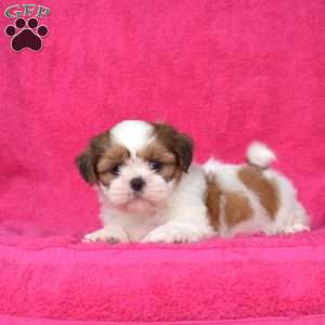 Rex, Shih Tzu Puppy