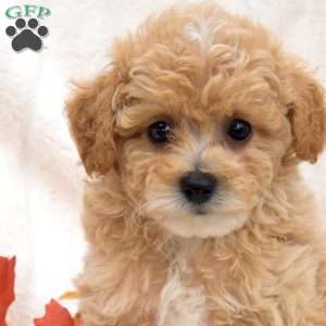 Rex, Bich-Poo Puppy