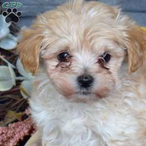 Rex, Maltipoo Puppy