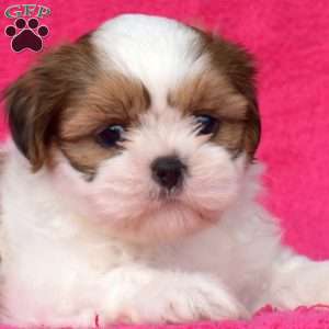 Rex, Shih Tzu Puppy