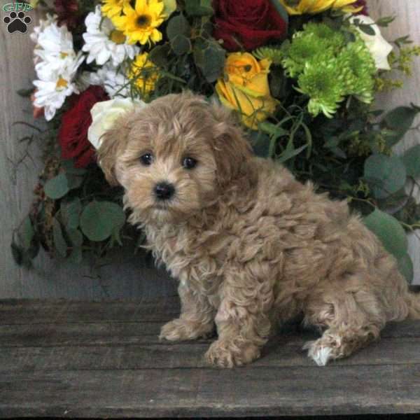Rhea, Maltipoo Puppy