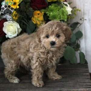 Rhea, Maltipoo Puppy