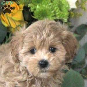 Rhea, Maltipoo Puppy