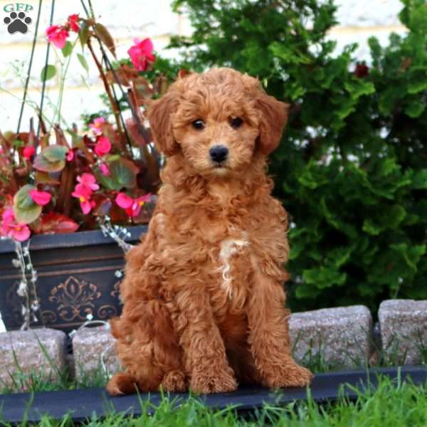 Rhonda, Mini Goldendoodle Puppy
