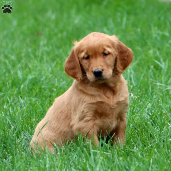 Rhonda, Golden Retriever Puppy