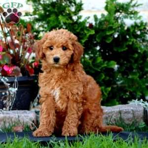 Rhonda, Mini Goldendoodle Puppy