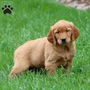 Rhonda, Golden Retriever Puppy