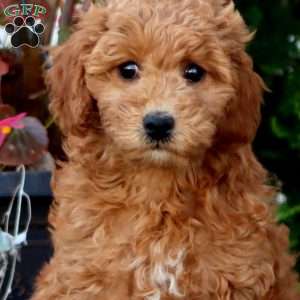 Rhonda, Mini Goldendoodle Puppy
