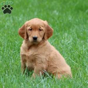 Rhonda, Golden Retriever Puppy