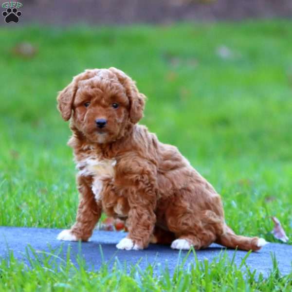 Rianna, Mini Goldendoodle Puppy