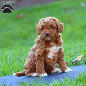 Rianna, Mini Goldendoodle Puppy