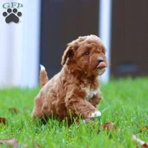 Rianna, Mini Goldendoodle Puppy