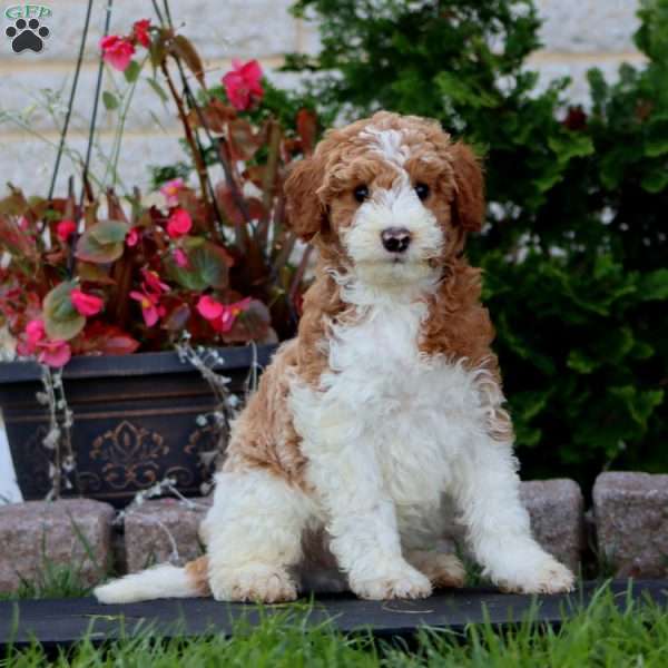 Rich, Mini Goldendoodle Puppy