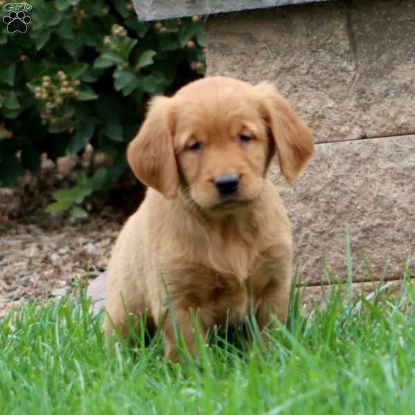 Rich, Golden Retriever Puppy