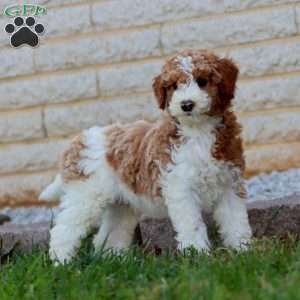 Rich, Mini Goldendoodle Puppy